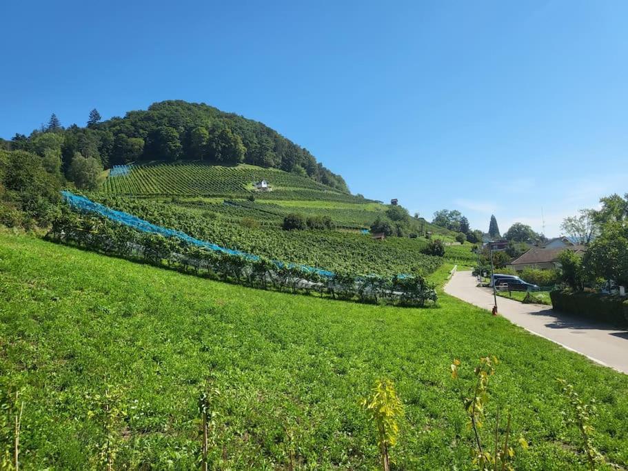 Schoene Einliegerwohnung 200M Vom Wasser Entfernt Stein Am Rhein Eksteriør bilde